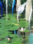 15413 Flower and reflections of glass sculpture.jpg